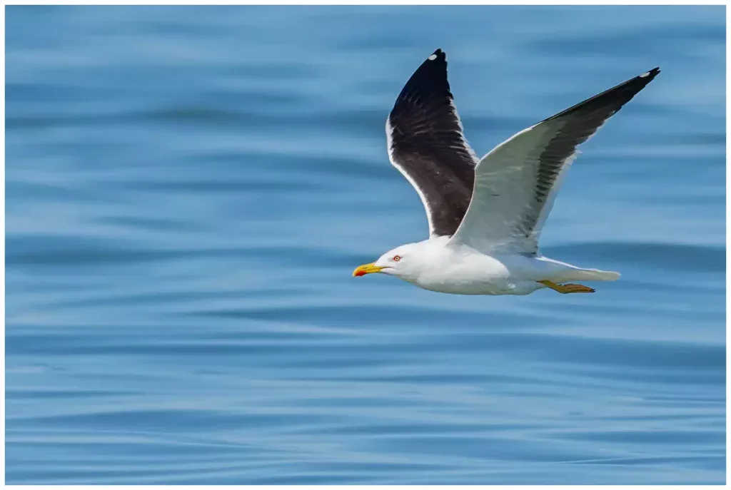 Silltrut - Lesser Black-backed Gull - flyger åt vänster i bilden tätt över vattnet