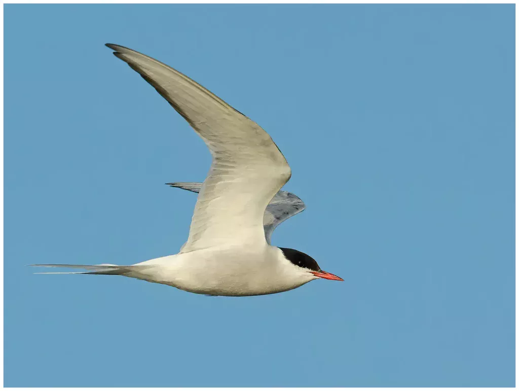 Silvertärna - (Arctic Tern)