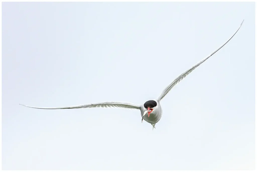 Silvertärna - (Arctic Tern) - flyger mot kameran med en fisk i näbben en mulen dag
