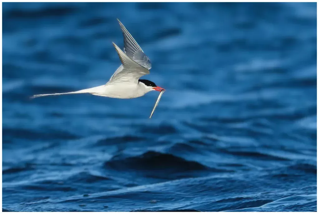 Silvertärna - (Arctic Tern) - flyger med fisk i näbben