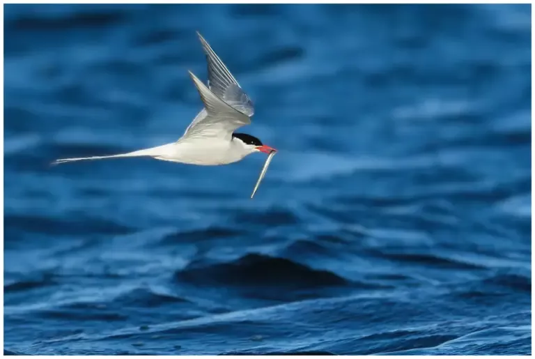 Silvertärna - (Arctic Tern) - flyger med fisk i näbben