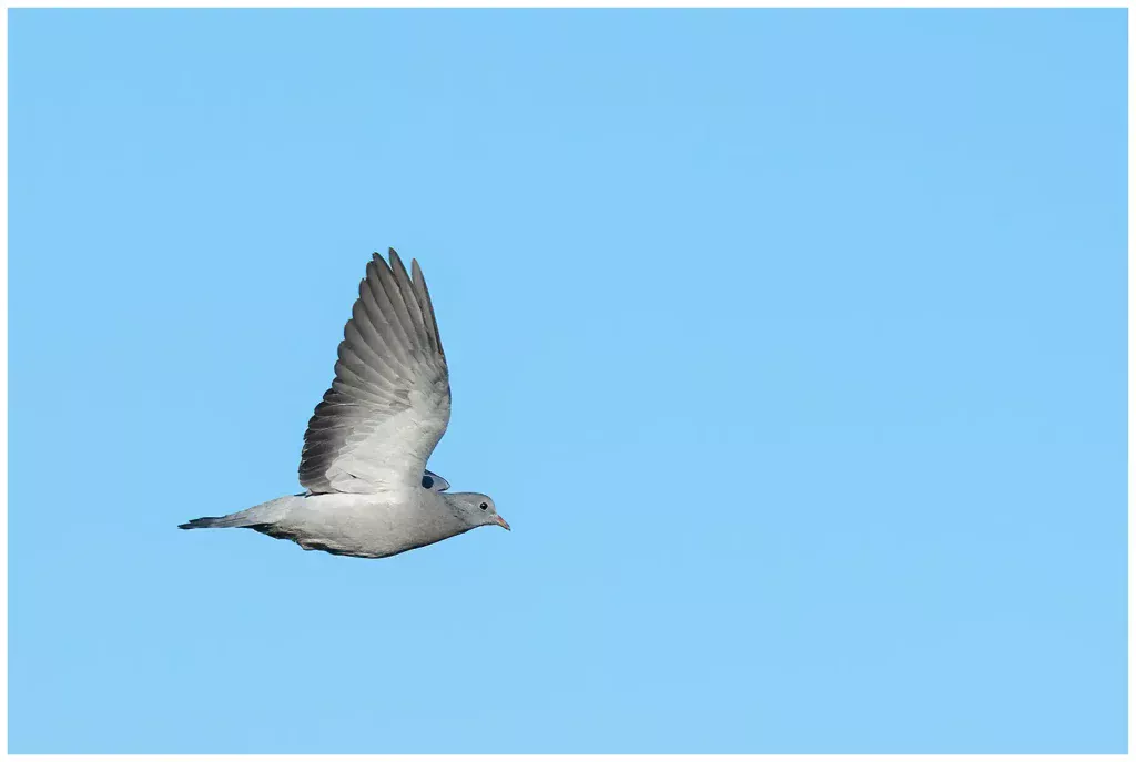 skogsduva ungfågel som flyger mot blå himmel