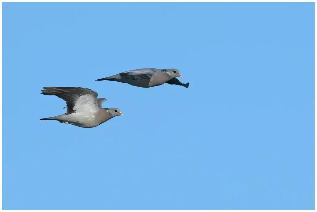 skogsduva två som flyger åt höger i bild mot klarblå himmel