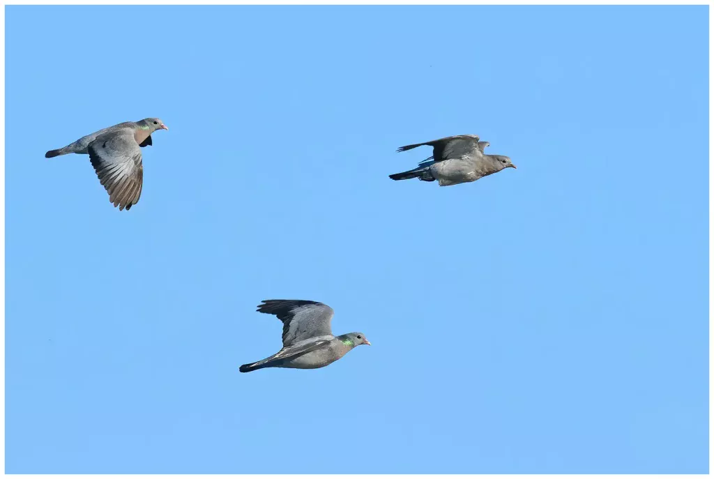 skogsduva tre stycken som flyger, 2 adulta och en juvenil