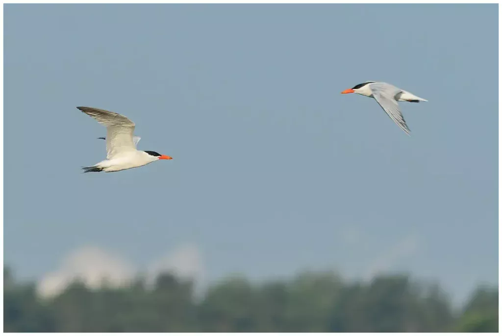Skräntärna - (Caspian Tern)