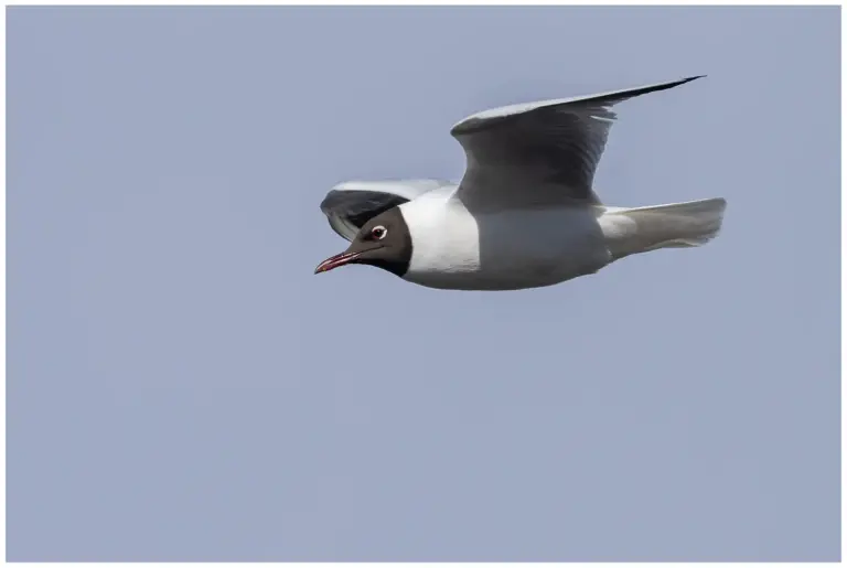 Skrattmås - (Black-headed Gull) adult flygande