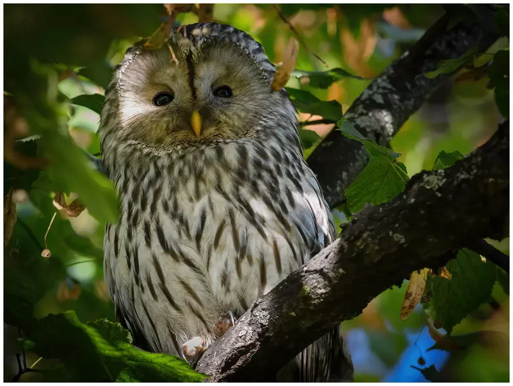 Slaguggla - Ural Owl i ett träd