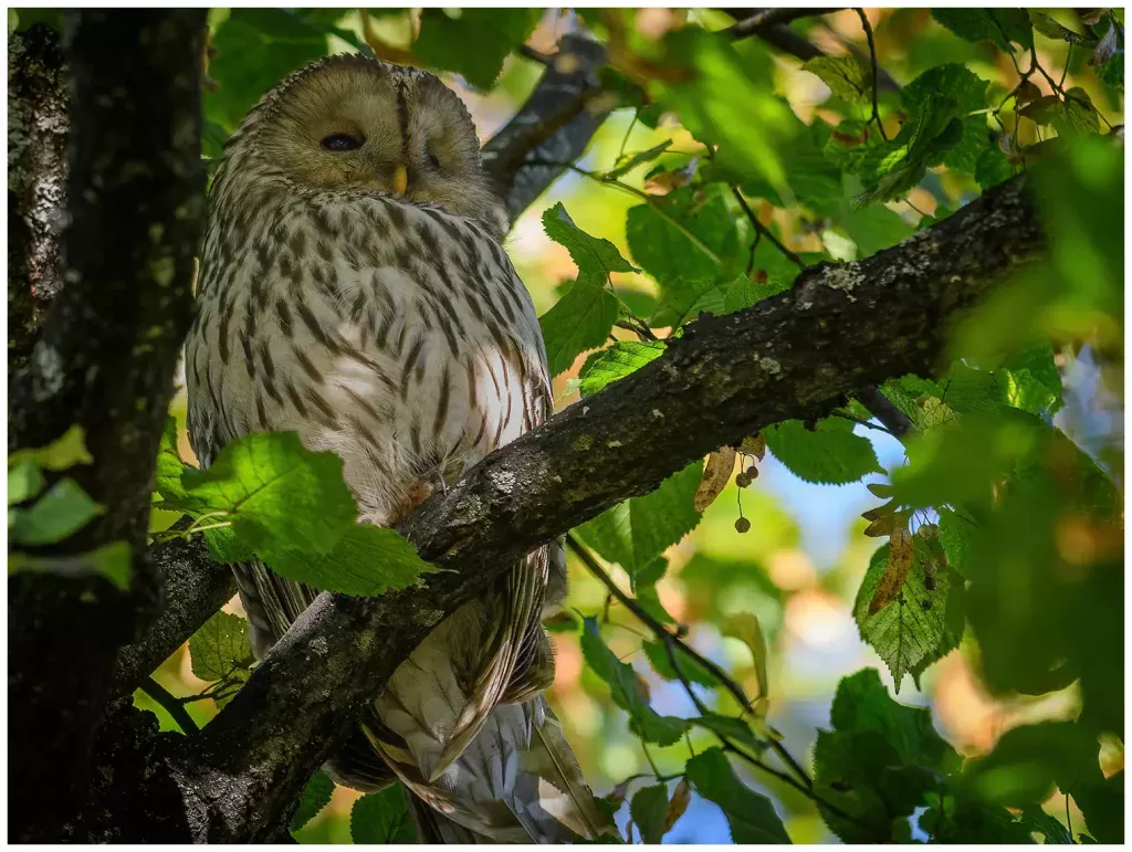 Slaguggla - Ural Owl i ett träd mitt i en park i Örebro