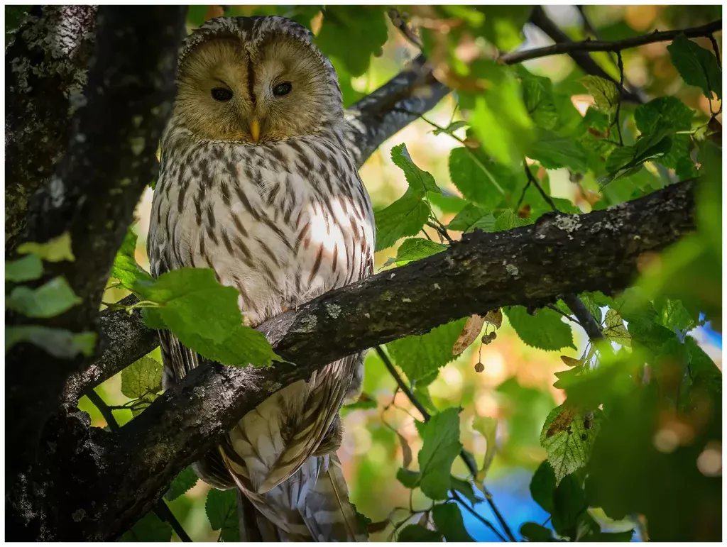 Slaguggla - Ural Owl på en gren med massa blad och den tittat in i kameran