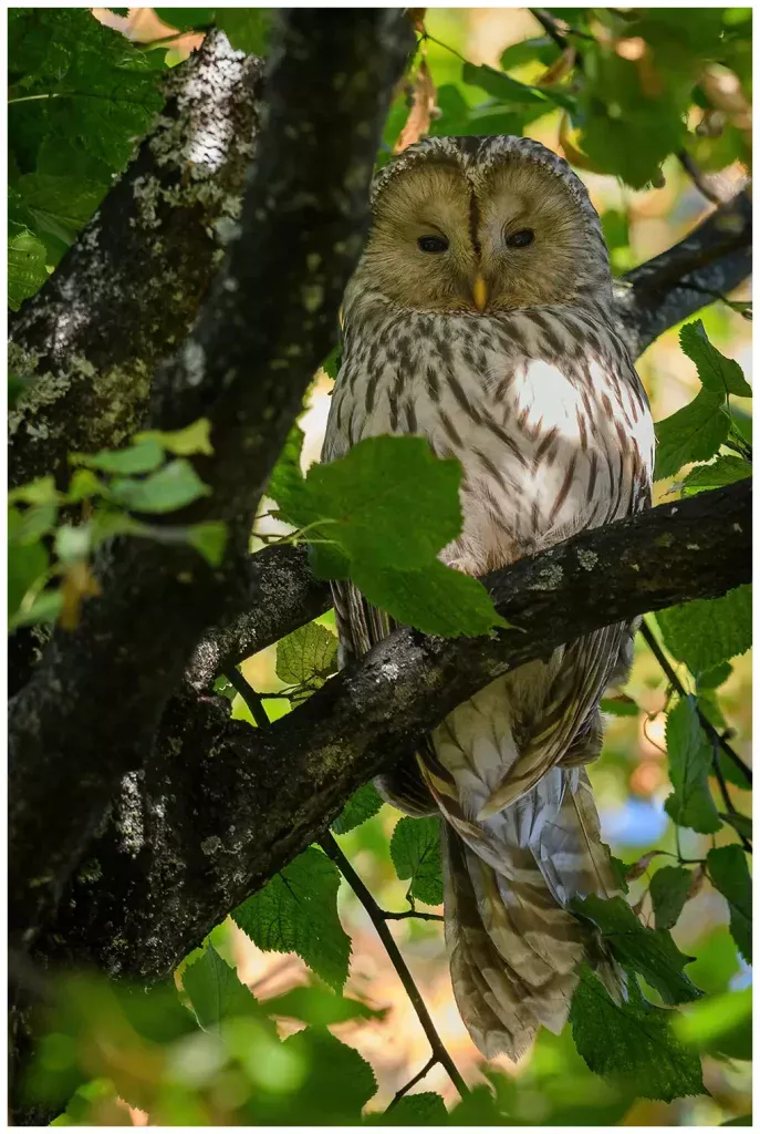 Slaguggla - Ural Owl