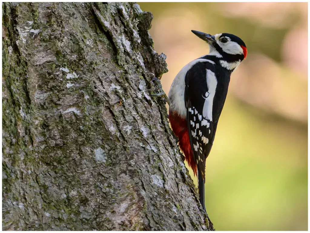 Större Hackspett - (Great Spotted Woodpecker)