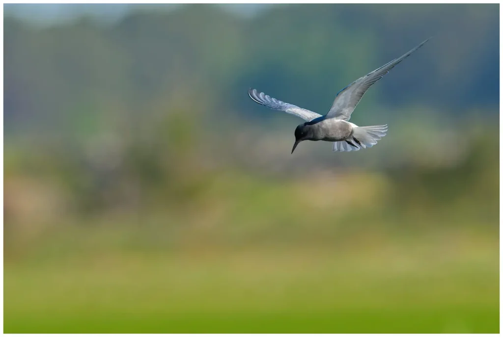 Svarttärna - Black Tern