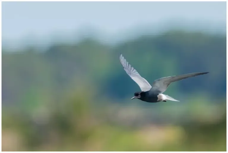 Svarttärna - (Black Tern)
