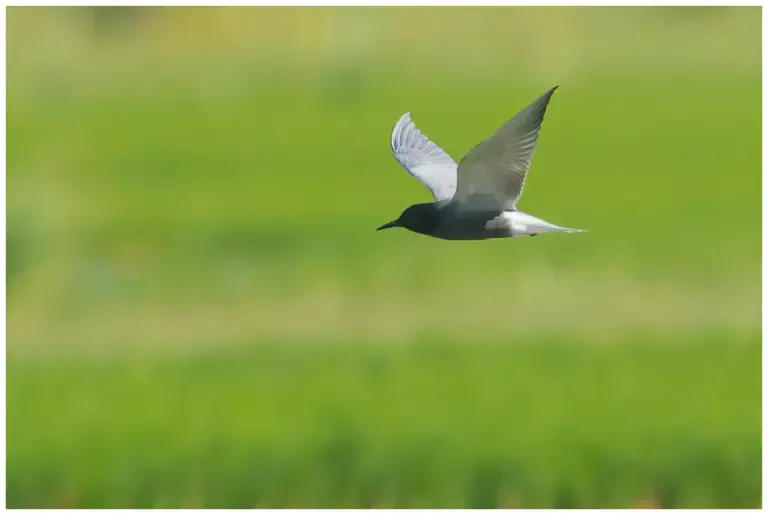 Svarttärna - (Black Tern)