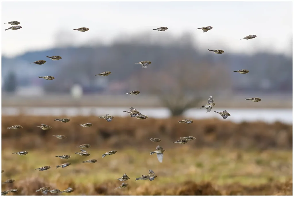 vinterhämpling - (twite) - i flock flyger