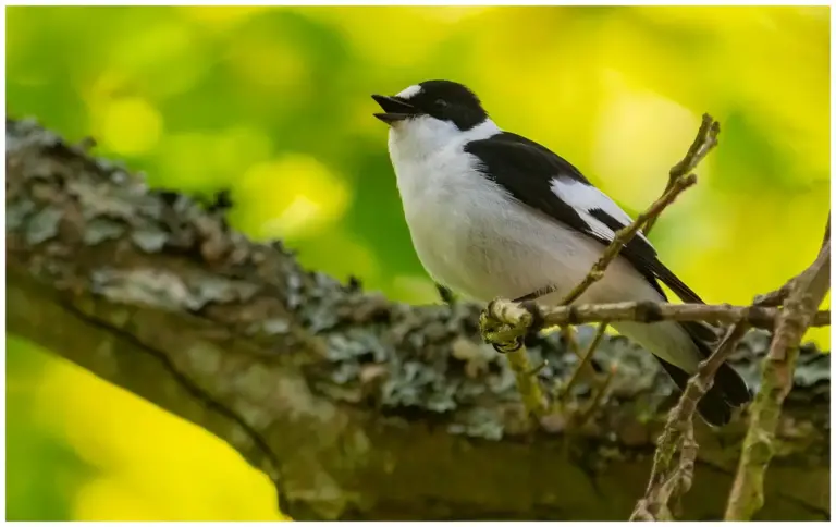 Halsbandsflugsnappare – (Collared Flycatcher)