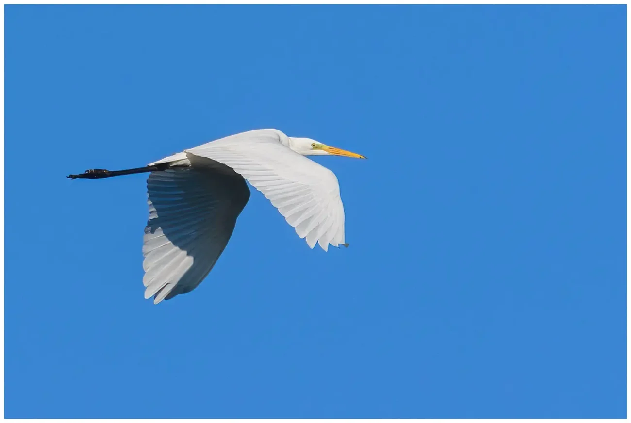 Ägretthäger Great white Heron flyger åt höger i bilden med en vacker blå himmel