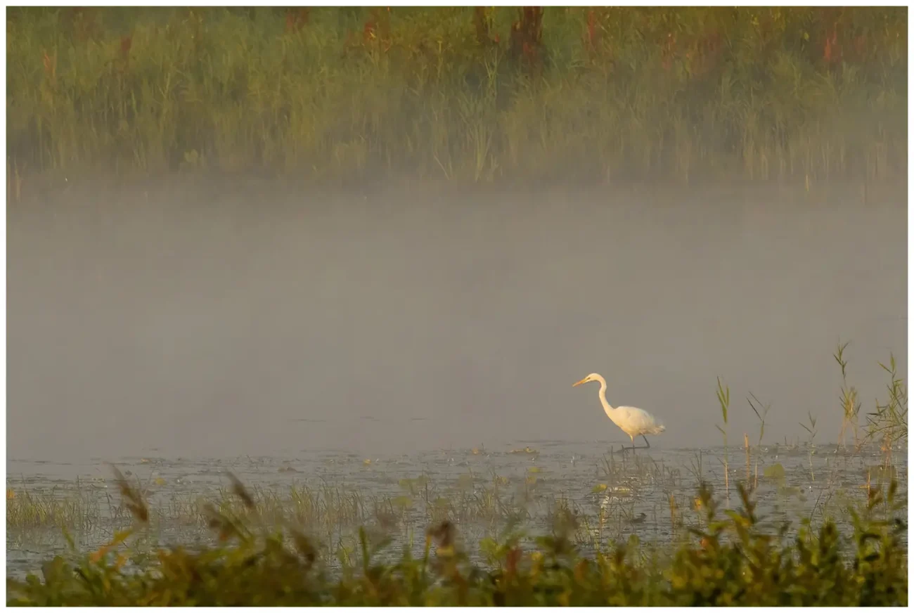 Ägretthäger Great white Heron står i dimma en tidig morgon