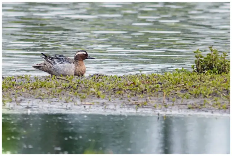 Årta - (Garganey)