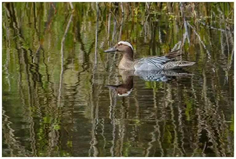 Årta - (Garganey)