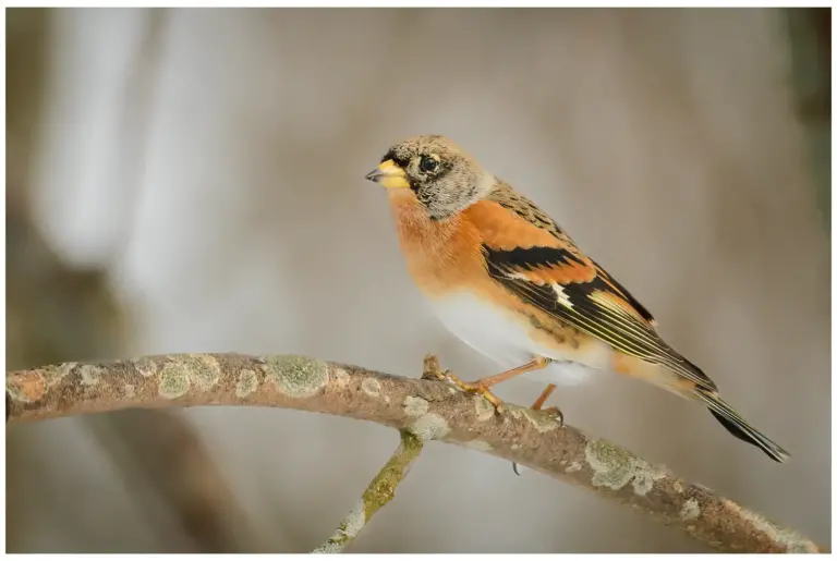 Bergfink - (Brambling)