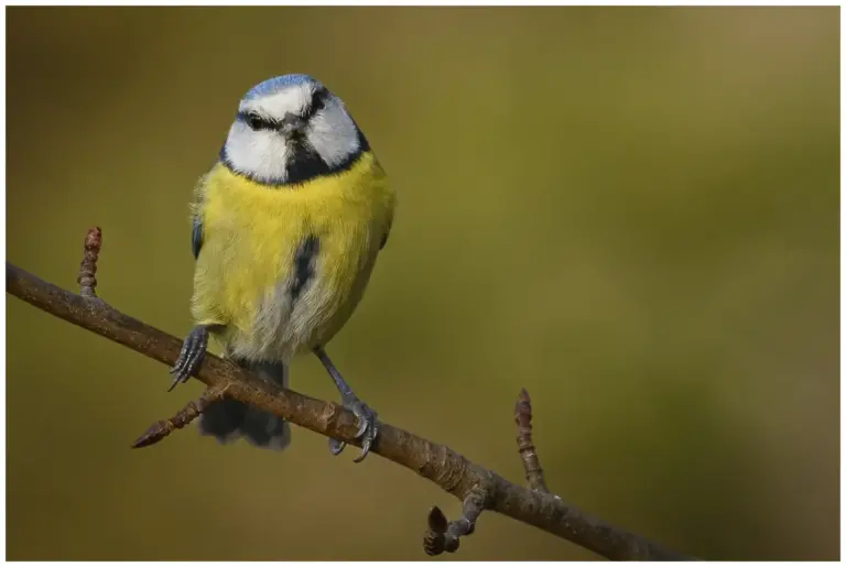 Blåmes - (Blue Tit)