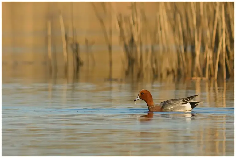 Bläsand - (Eurasian Wigeon) -hanne