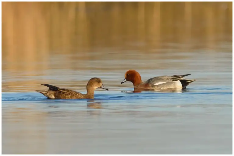 Bläsand - (Eurasian Wigeon) - ett par