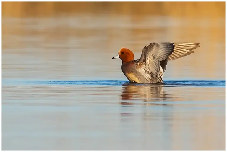 Bläsand - (Eurasian Wigeon) - hanne