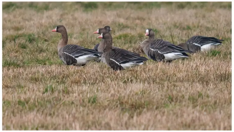 Bläsgås - Greater White-fronted Goose