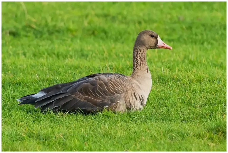 Bläsgås - Greater White-fronted Goose