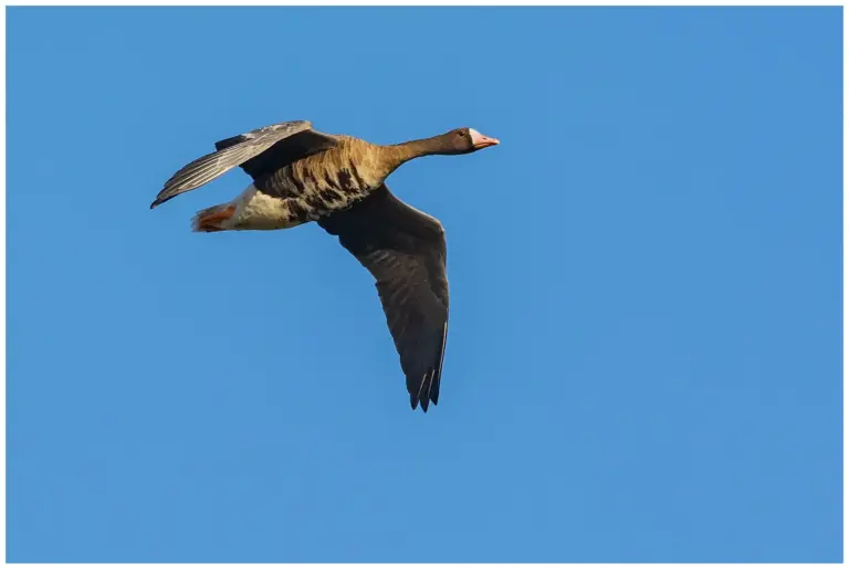 Bläsgås - Greater White-fronted Goose