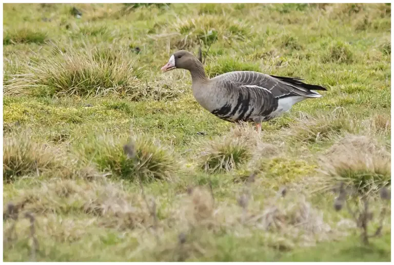 Bläsgås - Greater White-fronted Goose