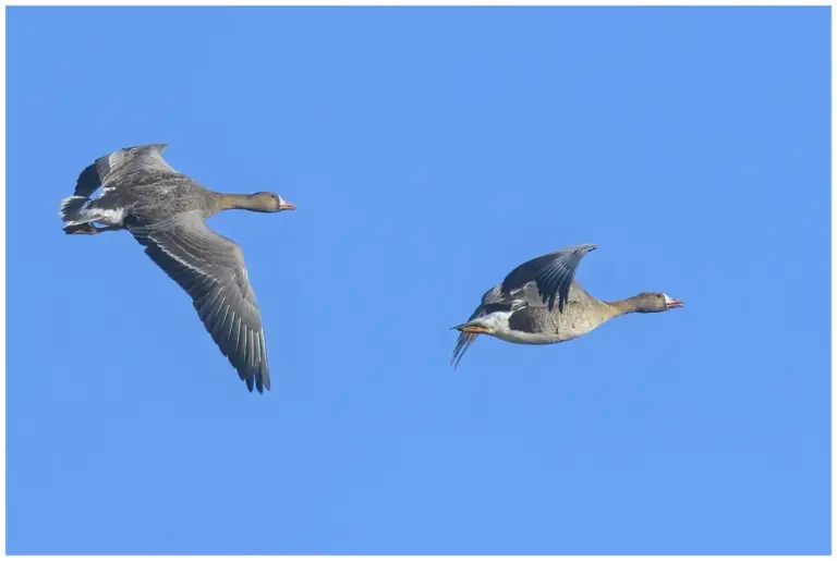 Bläsgås - Greater White-fronted Goose