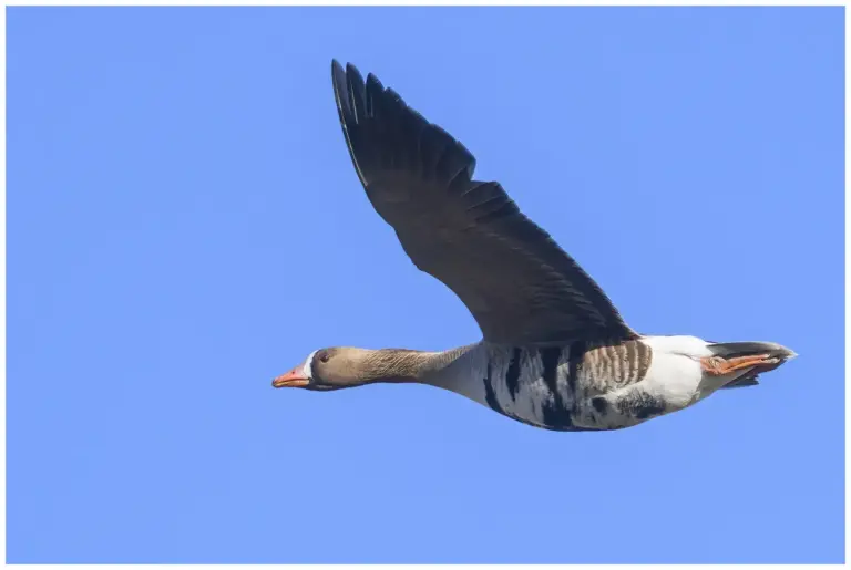 Bläsgås - Greater White-fronted Goose