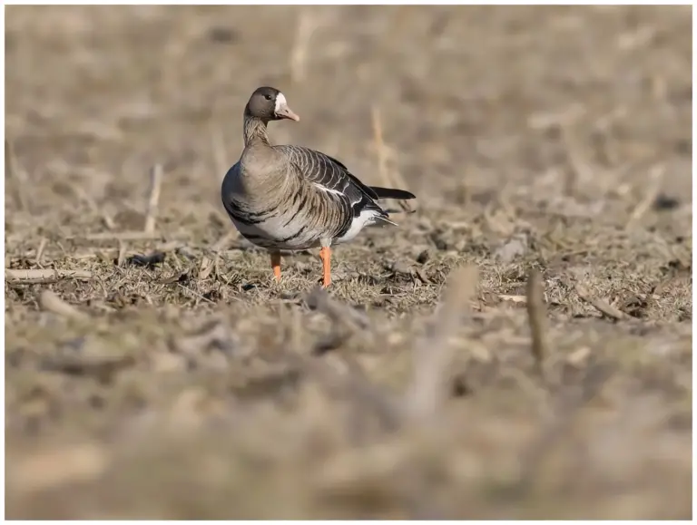 Bläsgås - Greater White-fronted Goose