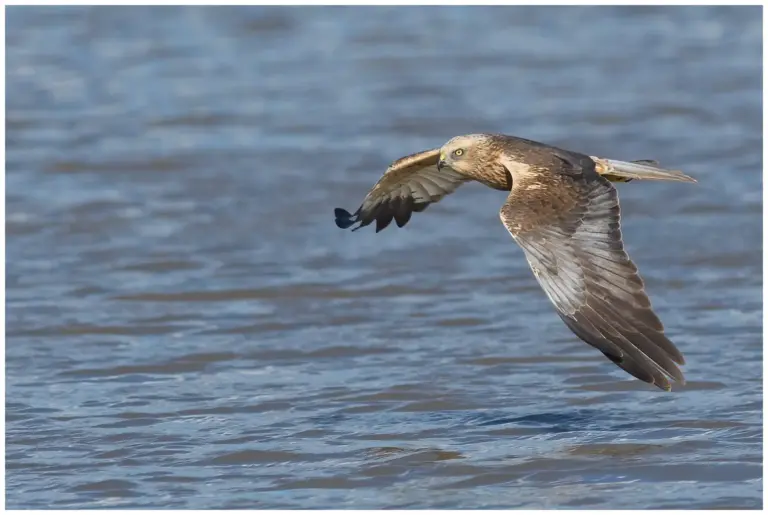 Brun Kärrhök - (Western Marsh Harrier)