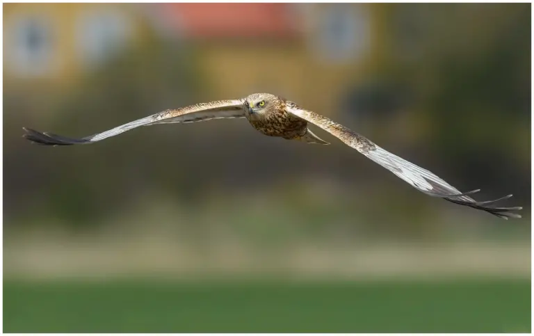 Brun Kärrhök - (Western Marsh Harrier)