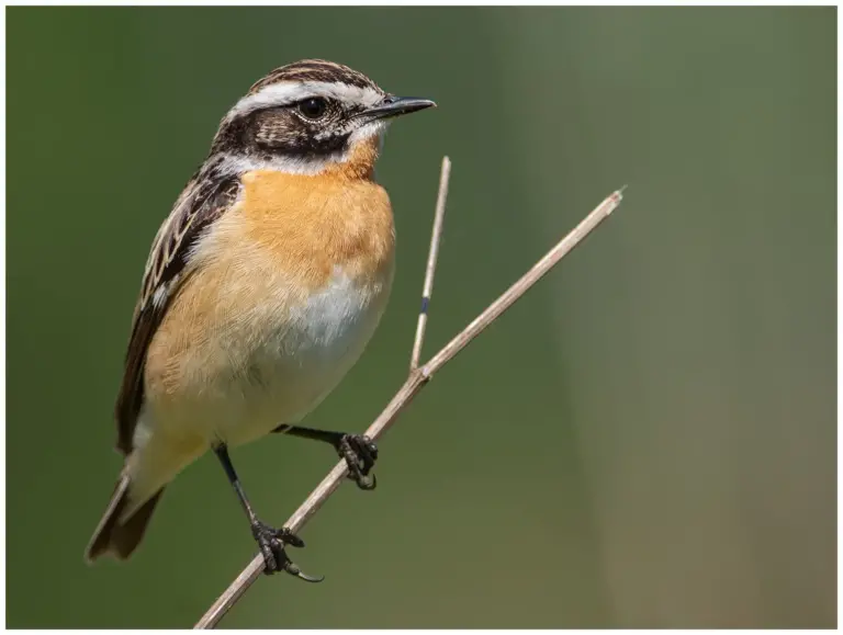 Buskskvätta - (Whinchat)