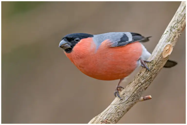 Domherre - (Common Bullfinch)