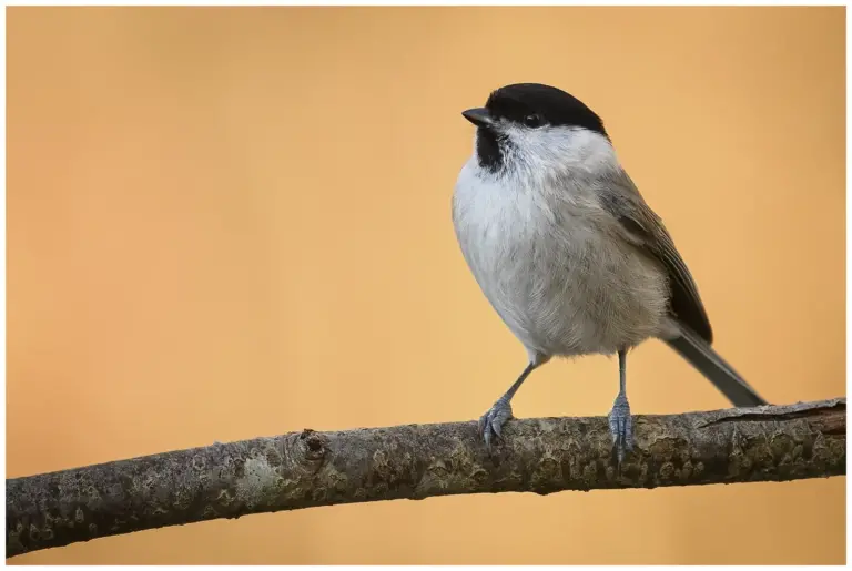 Entita - (Marsh Tit)