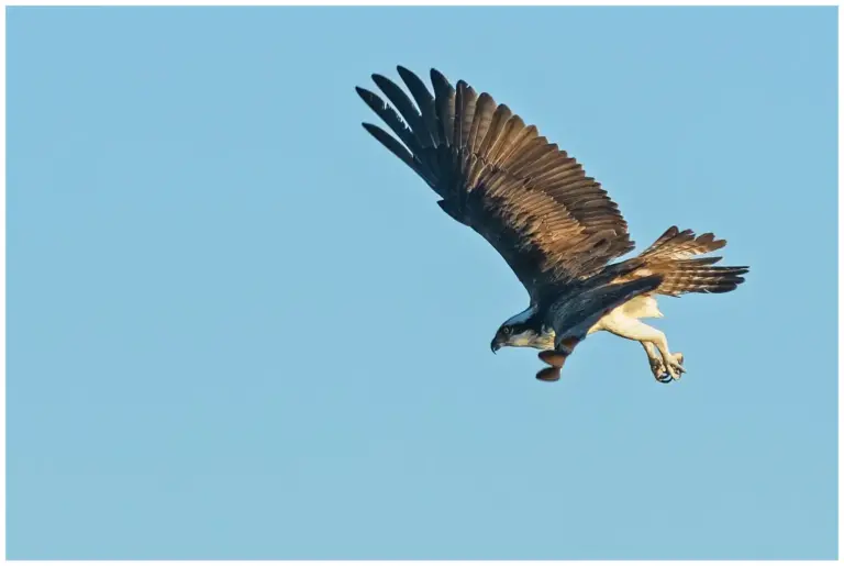 fiskgjuse - (osprey)