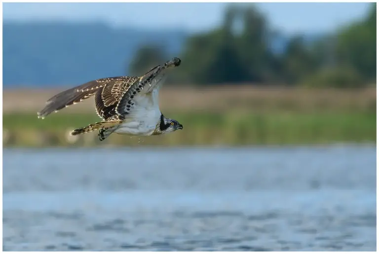 fiskgjuse - (osprey)