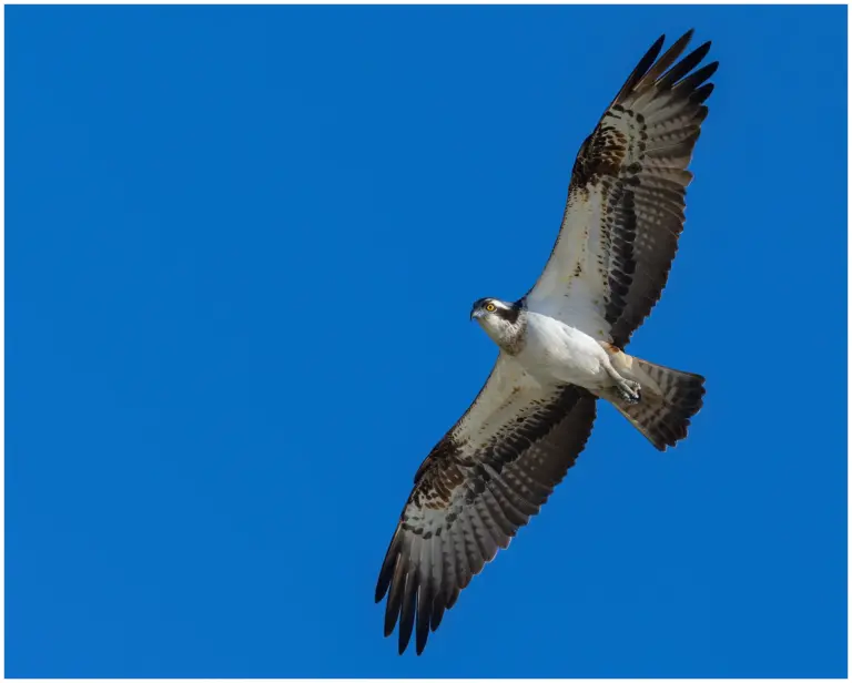 fiskgjuse - (osprey) - underifrån