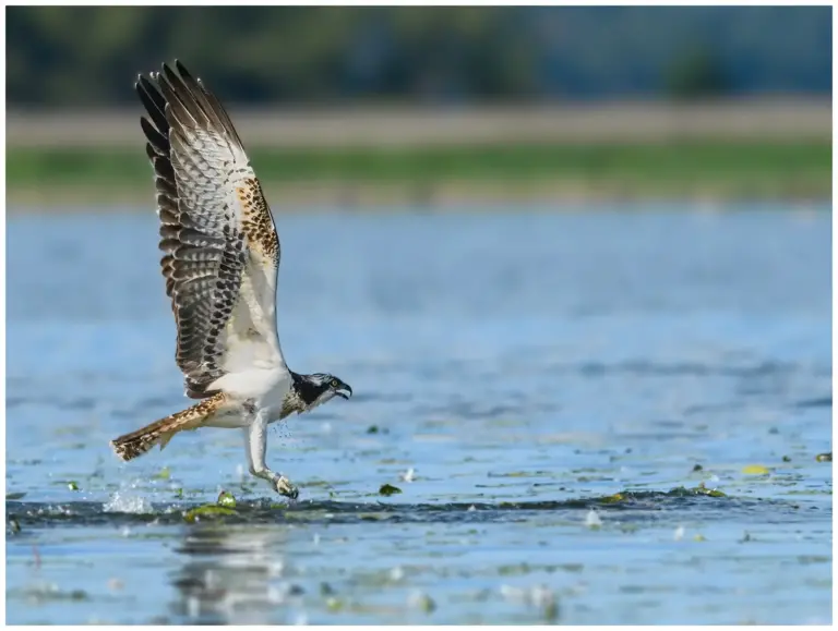 fiskgjuse - (osprey) - jagande över vattenytan