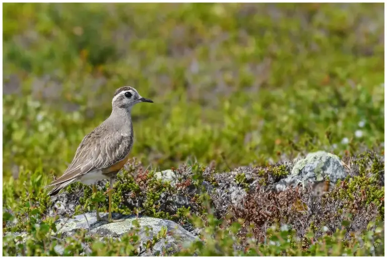 Fjällpipare - (Eurasian Dotterel) - på ett fjäll