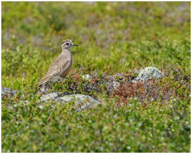 Fjällpipare - (Eurasian Dotterel) -nipfjället