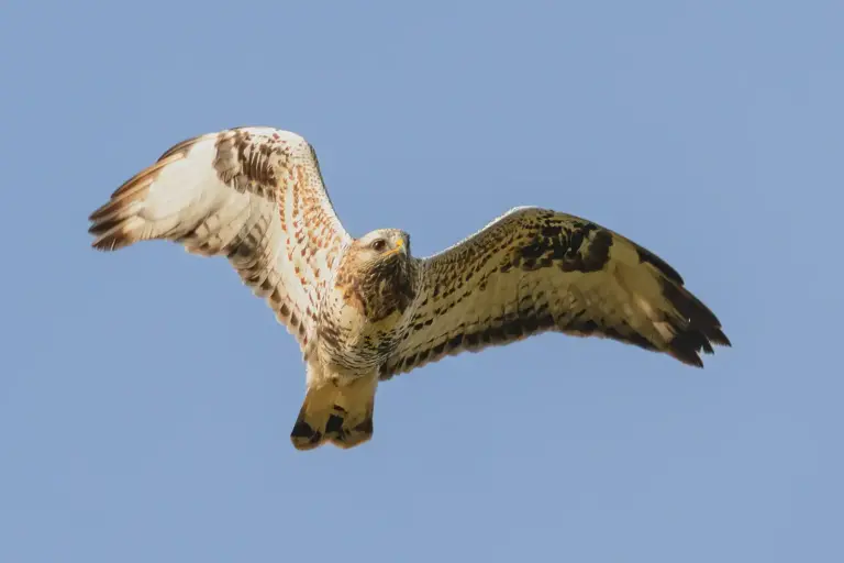 Fjällvråk - (Rough-legged Buzzard)