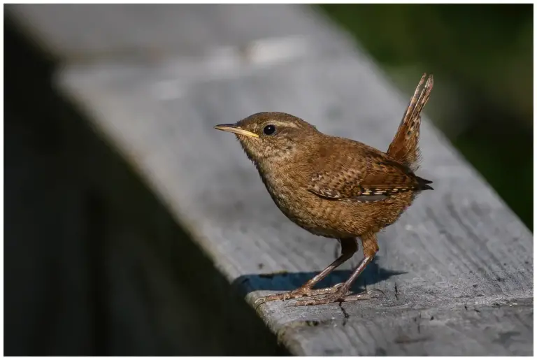 Gärdsmyg - (Winter Wren)