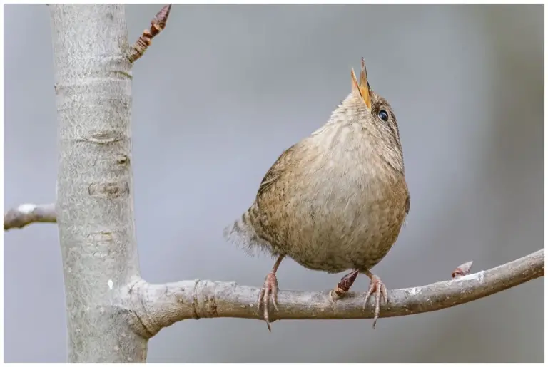 Gärdsmyg - (Winter Wren)